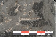 Foto (Detailansicht) von Acrostichites goeppertianus Sch. (NHMW-GEO-2024-0188-10525)